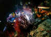 wpe53728.gif (293107 Byte)